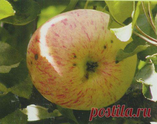 Красивые, сладкие - и морозоустойчивые - 6 соток