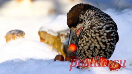 Кедровка – пернатый лесовод.
Свое имя птица получила из-за того, что питается она в основном кедровыми орехами. Поэтому и живут кедровки там, где растут кедровые леса. На таежных просторах европейской и азиатской частей России, в горных лесах Европы гнездится эта шумная, крикливая птица.