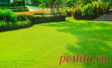 Готовимся к очередному дачному сезону. Больше зелени! Чтобы загородный участок радовал глаз, не обязательно тратить много сил или времени. Безусловно, можно погрузиться в хлопоты с головой, подобрать множество растений, научиться зонировать участок и вооружиться садовой техникой… Но ведь можно просто посадить на участке газон и посмотреть, что из этого выйдет. Иногда густой газон — ключ к уюту и ухоженному участку, а также отличное место для времяпрепровождения всех членов семьи. Видов газона…