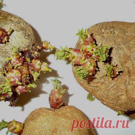 Как выращивать картофель из глазков?