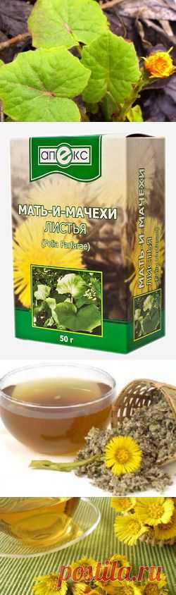 Целебные свойства мать-и-мачехи.