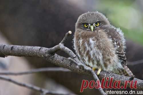 А знаете ли вы, как совы "видят ушами"? | ВЗГЛЯНИ НА МИР С ИНТЕРЕСОМ