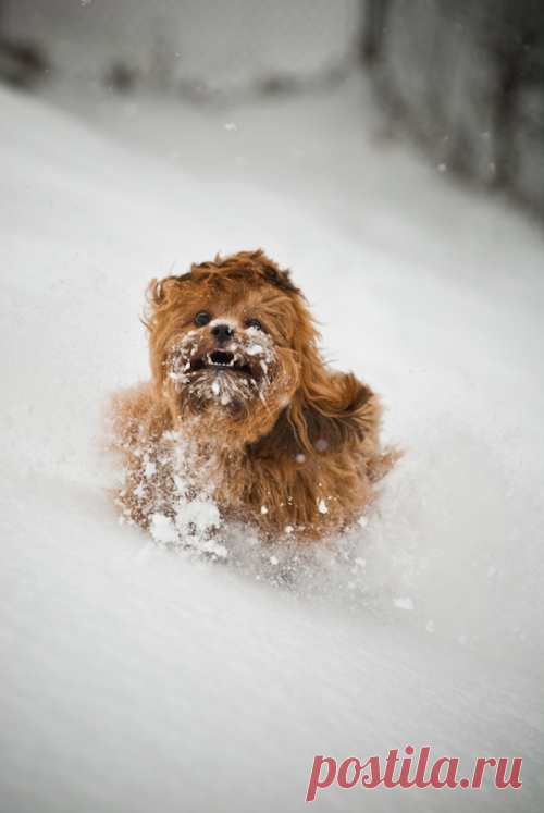 Hilarious and Heartwarming Photos of Dogs in Snow - My Modern Metropolis