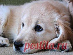 Искренняя любовь и дружба это то, в чем нуждается каждый из нас. Но, увы, не все могут обрести это сразу по первому желанию. О том, что настоящие чувства нельзя просто отобрать у других, как понравившуюся игрушку, и расскажет моя поучительная басня в стихах. Надеюсь, что прочитав ее, никому не захочется занять место главного героя этой грустной истории и повторить его ошибку.