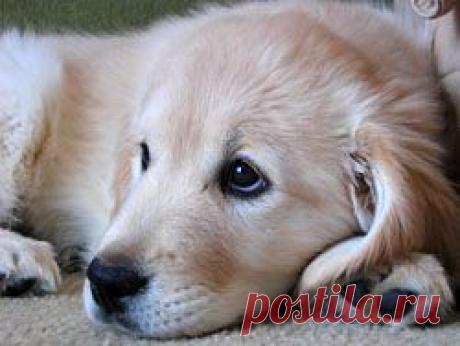 Искренняя любовь и дружба это то, в чем нуждается каждый из нас. Но, увы, не все могут обрести это сразу по первому желанию. О том, что настоящие чувства нельзя просто отобрать у других, как понравившуюся игрушку, и расскажет моя поучительная басня в стихах. Надеюсь, что прочитав ее, никому не захочется занять место главного героя этой грустной истории и повторить его ошибку.