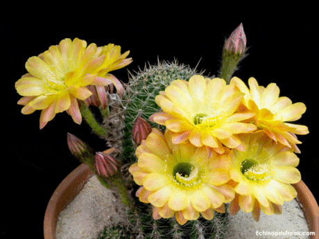 ECHINOPSIS FREAK01.gif (600×450)