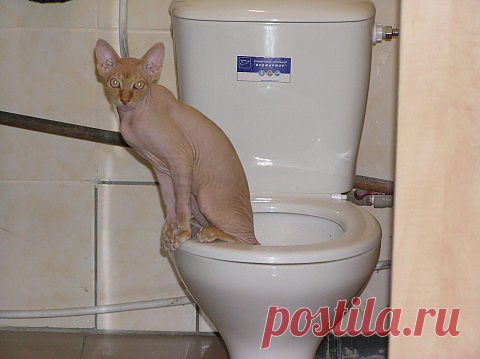 Учим кота хорошим манерам и чистоплотности | Умелые ручки