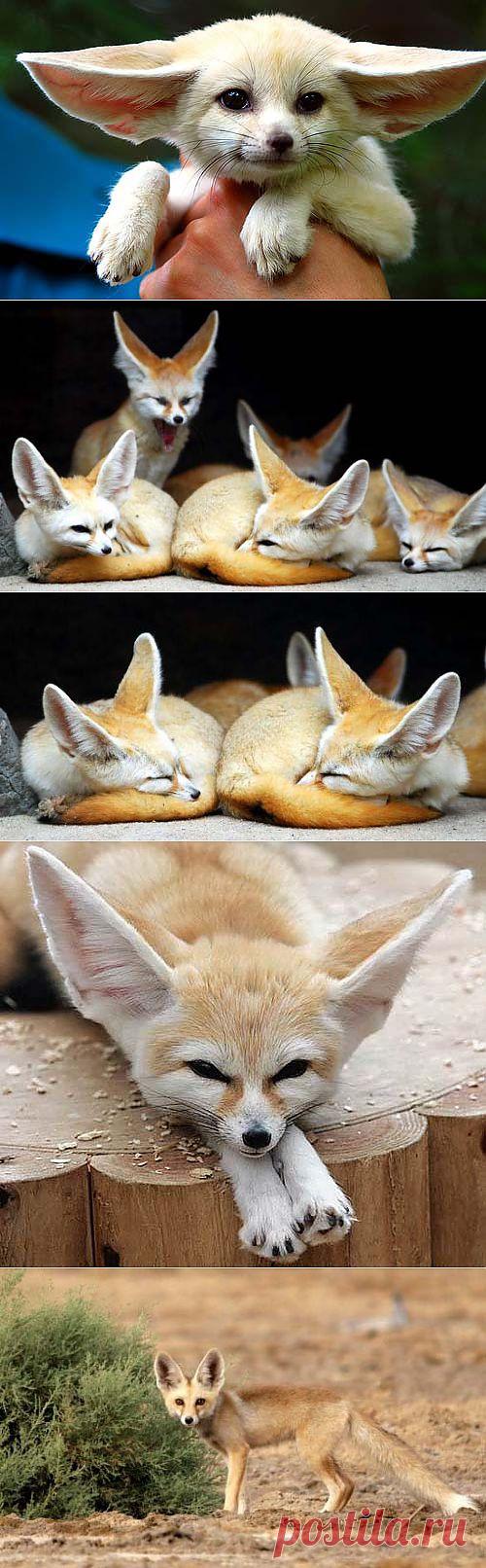 Фото животных - ЗооФото - Загадочная лисичка фенек