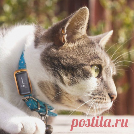 Fancy - G-Paws Pet GPS Tracker