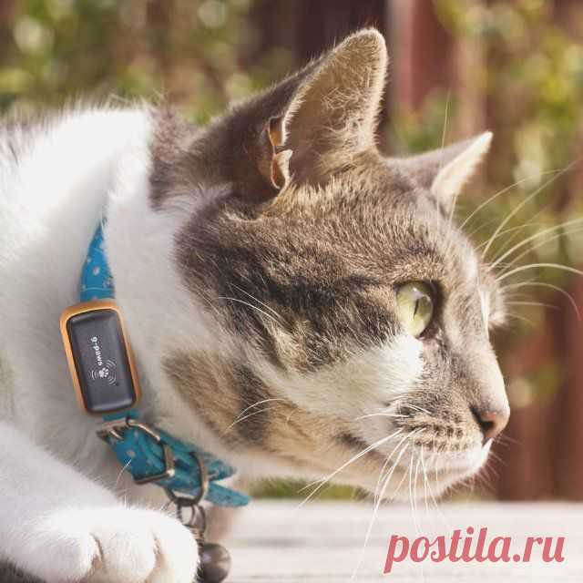 Fancy - G-Paws Pet GPS Tracker