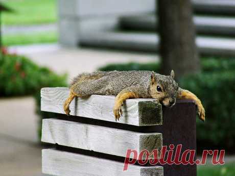 36 Excellent Examples Of Digital Wildlife Photography | Web &amp; Graphic Design | Bashooka