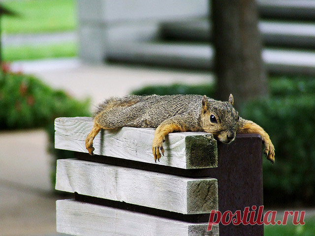 36 Excellent Examples Of Digital Wildlife Photography | Web & Graphic Design | Bashooka