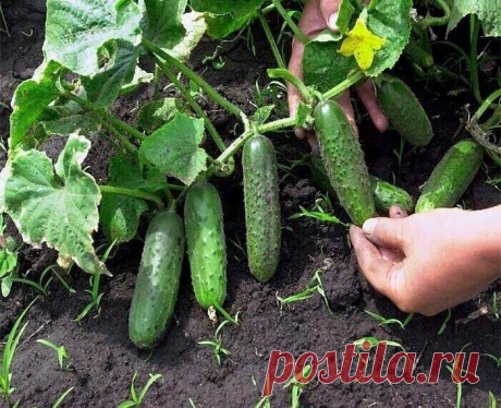 Секреты июльского посева огурцов 



Чтобы собирать урожай огурцов как можно дольше, высевать их можно не только в мае-июне, но даже в июле или августе.

Для позднего посева огурцов стоит выбирать поздние самоопыляемые гибриды. Они хорошо переносят незначительные перепады температуры и недостаток солнечного света. При этом урожайность у них достаточно высокая, а для того, чтобы завязались плоды, не нужна помощь насекомых.



 Какие сорта выбрать?

При выборе семян, стоит о...