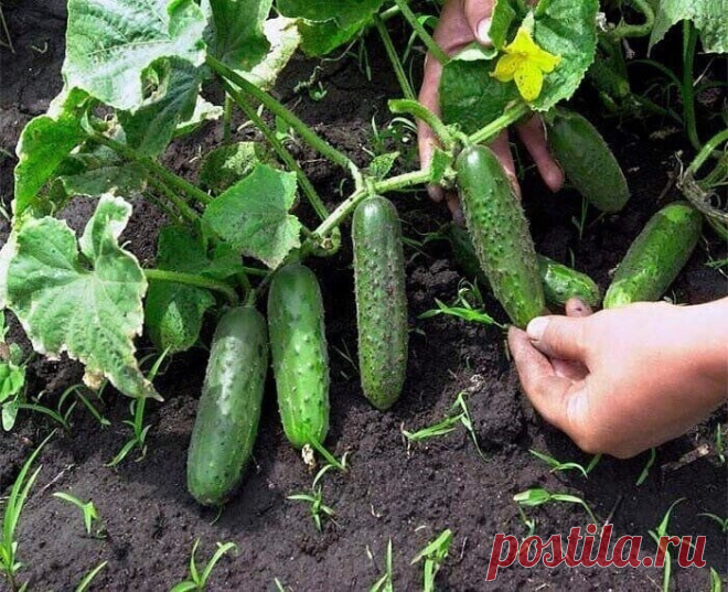 Секреты июльского посева огурцов 



Чтобы собирать урожай огурцов как можно дольше, высевать их можно не только в мае-июне, но даже в июле или августе.

Для позднего посева огурцов стоит выбирать поздние самоопыляемые гибриды. Они хорошо переносят незначительные перепады температуры и недостаток солнечного света. При этом урожайность у них достаточно высокая, а для того, чтобы завязались плоды, не нужна помощь насекомых.



 Какие сорта выбрать?

При выборе семян, стоит о...
