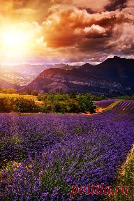 banshy: Lavender Sunset | Tspporto - Reasons Life Is Beautiful!