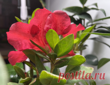 Азалия японская в домашних условиях У меня радость - зацвела Азалия. Сама она была подобрана в конце прошлой зимы у мусорных баков. Очевидно, её саму и её подружку Камелию держали на