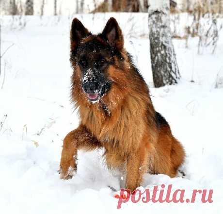 Немецкая овчарка. Разновидности породы, содержание и принципы кормления