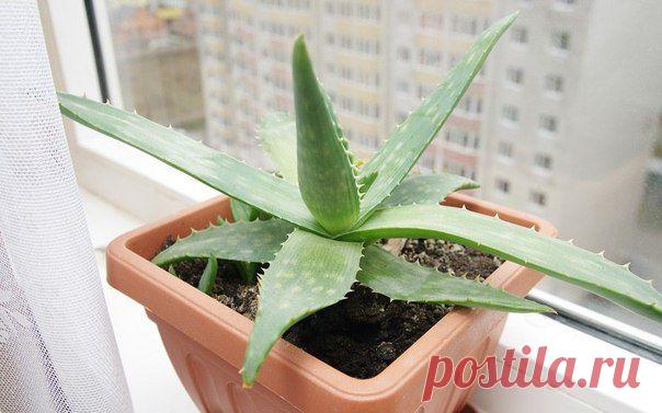 Целебное действие Алоэ Вера: | Страна Полезных Советов