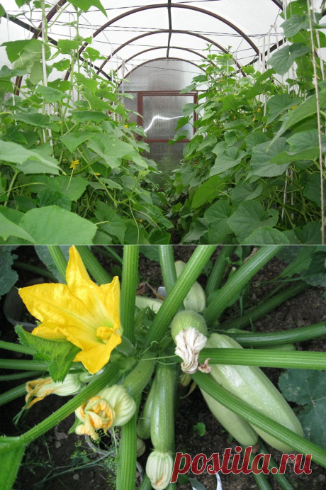 Плесень в теплице в огурцах: белая, серая, почему плесневеют плоды, лечение, фото, видео