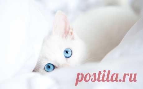 Белый кот с голубыми глазами...