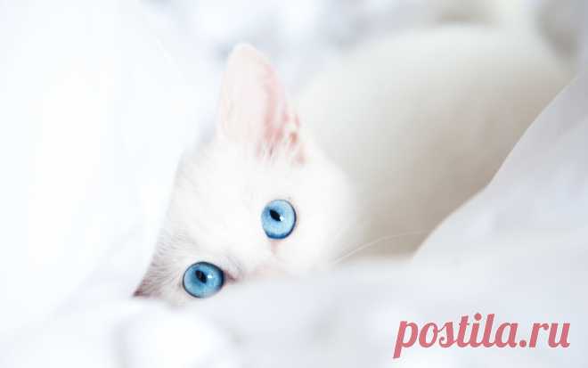 Белый кот с голубыми глазами...