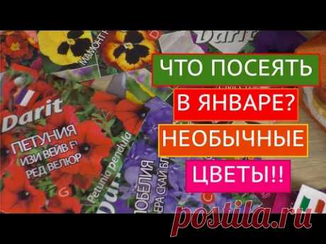ПОСАДОЧНЫЙ СЕЗОН 2021!КАКИЕ ЦВЕТЫ ПОСЕЯТЬ В ЯНВАРЕ!