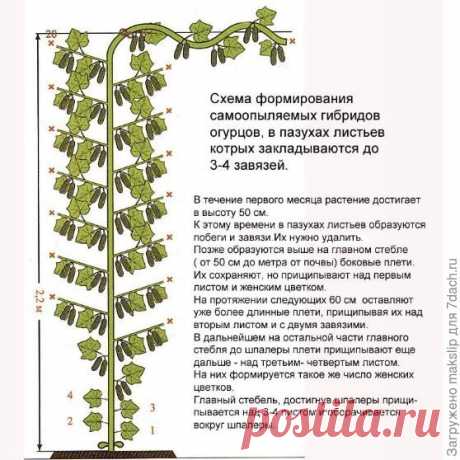 Формирование партенокарпических огурцов в теплице. Видео