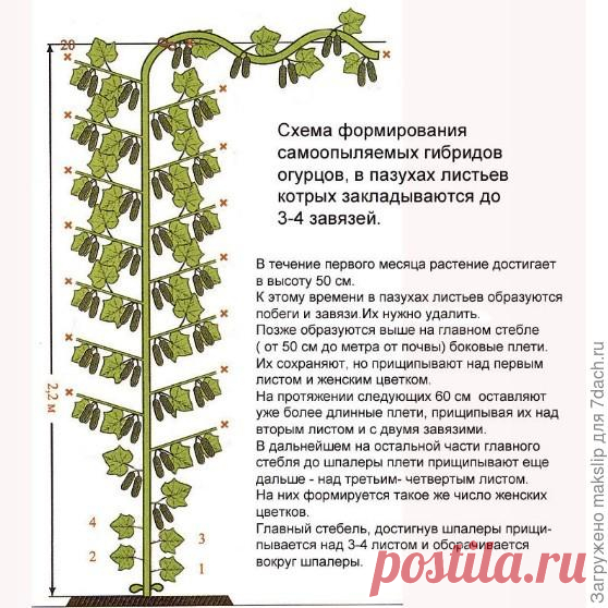 Формирование партенокарпических огурцов в теплице. Видео