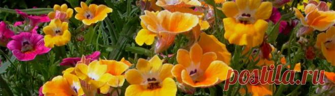 Цветы немезия: их фото и выращивание из семян, правильная посадка и уход