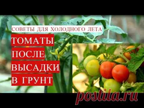 Подкормка Томатов После Высадки в Грунт. Новый Способ Полива Томатов. (03.06.2017)