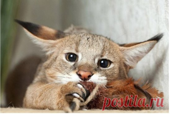 Кошка хауси
