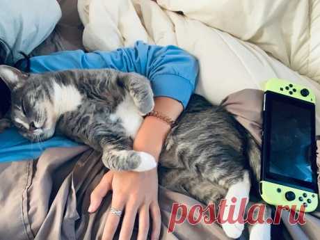 Фото, просмотрев которые, вы обязательно захотите завести кота