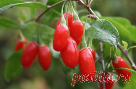 Ягоды годжи для похудения: как принимать и насколько эффективны, отзывы врачей и реальных людей