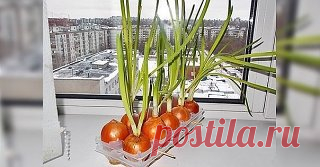 Земля здесь не нужна! Самый чудный способ выращивания лука.
Если ты не любишь возиться с землей, но уважаешь свежую зелень, есть хорошая новость! Существует хитрый способ выращивания молодого лука.
Вот как вырастить лук на подоконнике зимой в комнатных условиях. Потребуется минимум материалов и усилий. Прихвати луковицы — и вперед!
Как вырастить лук на подоконнике
ТЕБЕ ПОНАДОБИТСЯ
 
противень
картонные упаковки из-под яиц
теплая вода
луковицы
ХОД РАБОТЫ
Налей в противень воды и