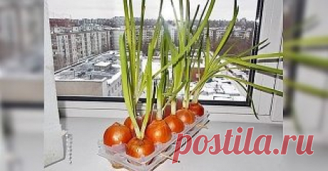 Земля здесь не нужна! Самый чудный способ выращивания лука.
Если ты не любишь возиться с землей, но уважаешь свежую зелень, есть хорошая новость! Существует хитрый способ выращивания молодого лука.
Вот как вырастить лук на подоконнике зимой в комнатных условиях. Потребуется минимум материалов и усилий. Прихвати луковицы — и вперед!
Как вырастить лук на подоконнике
ТЕБЕ ПОНАДОБИТСЯ
 
противень
картонные упаковки из-под яиц
теплая вода
луковицы
ХОД РАБОТЫ
Налей в противень воды и