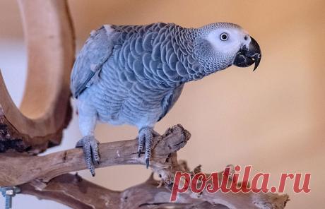 Попугай забавно рассказывает сказку про Красную шапочку