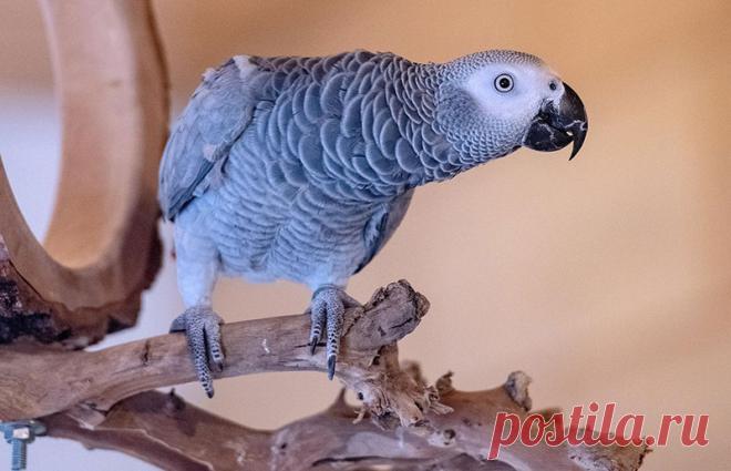 Попугай забавно рассказывает сказку про Красную шапочку