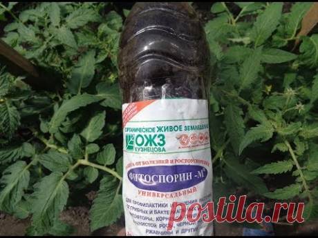 КОГДА И КАК ПРИМЕНЯТЬ ФИТОСПОРИН? Ольга Чернова.