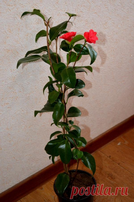 75104_4.png (600×905)