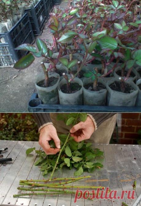 Розы из осенних черенков: