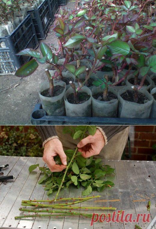 Розы из осенних черенков: