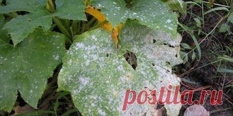 От ржавчины, пятнистости и мучнистой росы смешайте:

   - 1 столовую ложку соды 
   - 1 чайную ложку мягкого средства для мытья посуды 
   - 1 столовую ложку растительного масла 
   - 1 таблетку растворенного аспирина 
   - 4,5 л воды

Опрыскивать пораженные растения