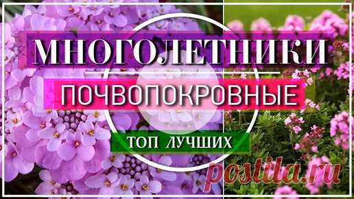 ТОП 10 ЛУЧШИХ ЦВЕТУЩИХ ПОЧВОПОКРОВНЫХ Многолетников - И ПОЛОТЬ НЕ НАДО ! Для украшения приусадебного участка часто используют почвопокровные многолетники. Они неприхотливы, красиво и длительно цветут, имеют декоративную…