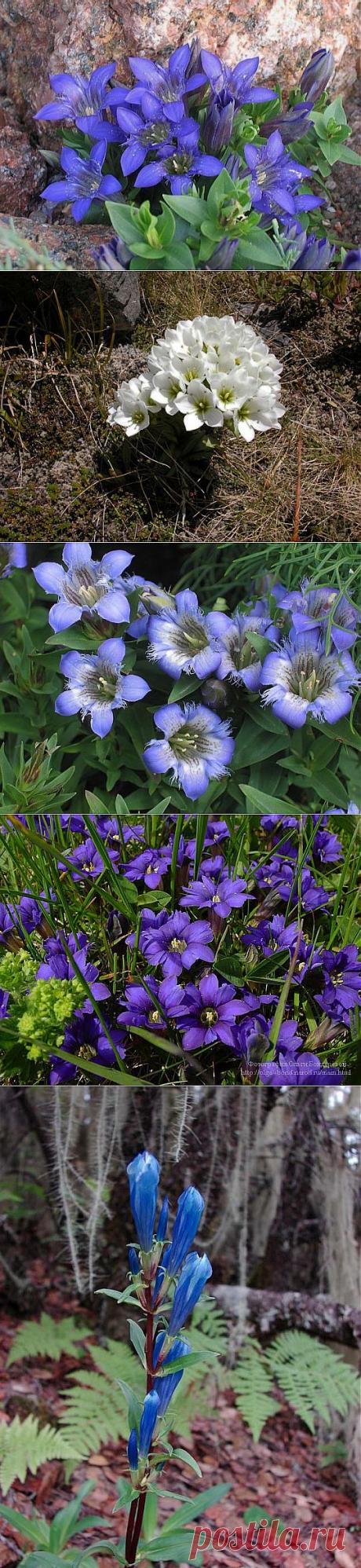 (+1) тема - Горечавка | ОГОРОД БЕЗ ХЛОПОТ