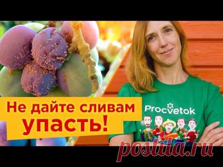 ЧТОБЫ СЛИВЫ НЕ ОСЫПАЛИСЬ И БЫЛИ БЕЗ ЧЕРВЯКОВ, ОПРЫСКАЙТЕ ИХ ТАК! Обязательные работы со сливой
