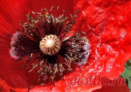 DETALLE AMAPOLA