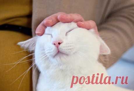 Хищник или нечистая сила: Таинственное могущество кошек