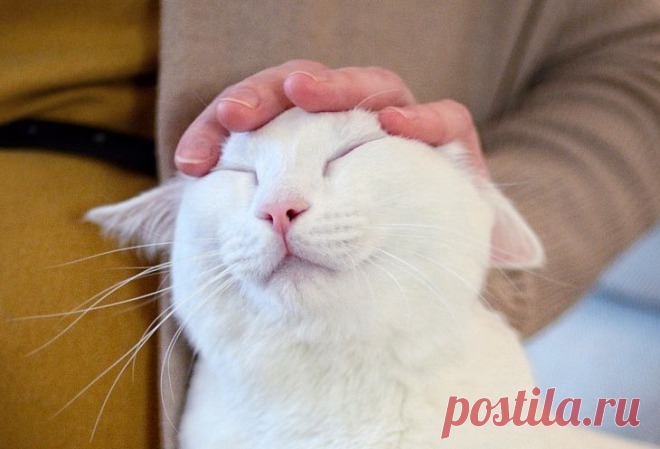 Хищник или нечистая сила: Таинственное могущество кошек