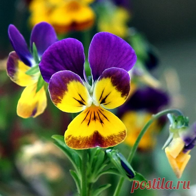 Violacornuta.jpg (768×768)
