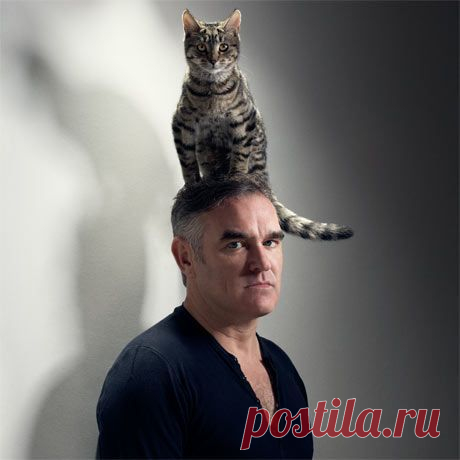 Я, вершина эволюции! (мысли кота)